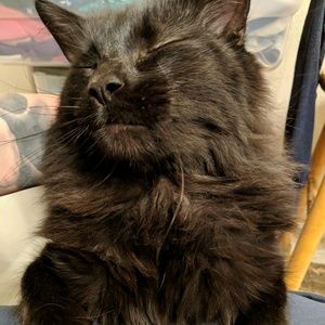 Meet your Posher, Bailey